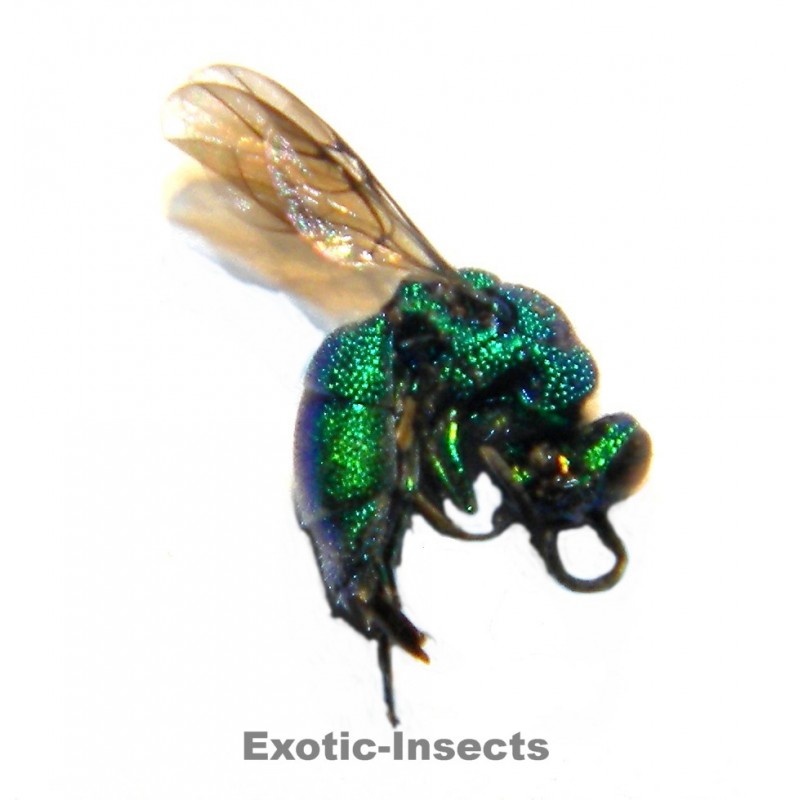 Chrysis cerastes-GROUP