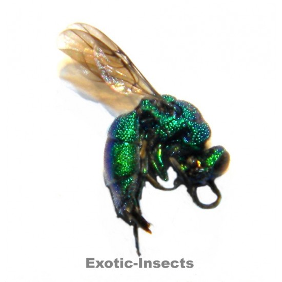 Chrysis cerastes-GROUP