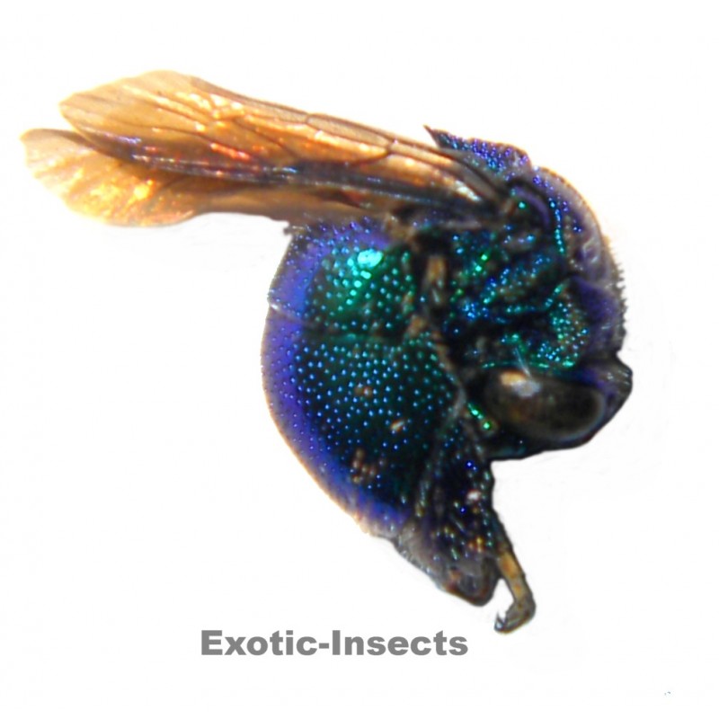 Stilbum cyanurum