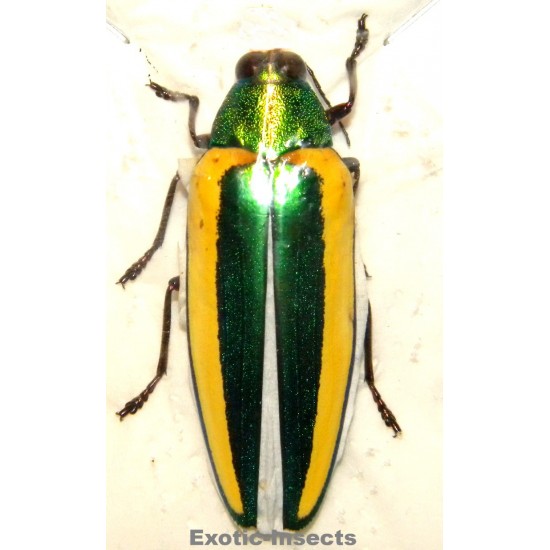 Chrysochroa limbata...