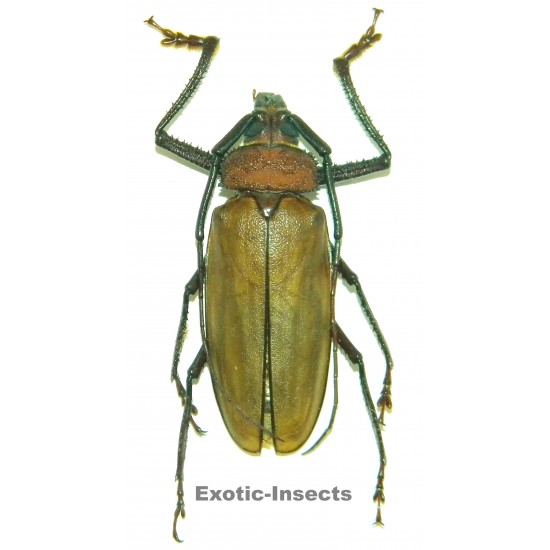 Agrianome loriae (60-64mm)