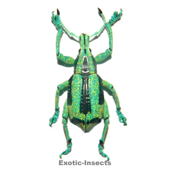 Eupholus prasinus (20-26mm)