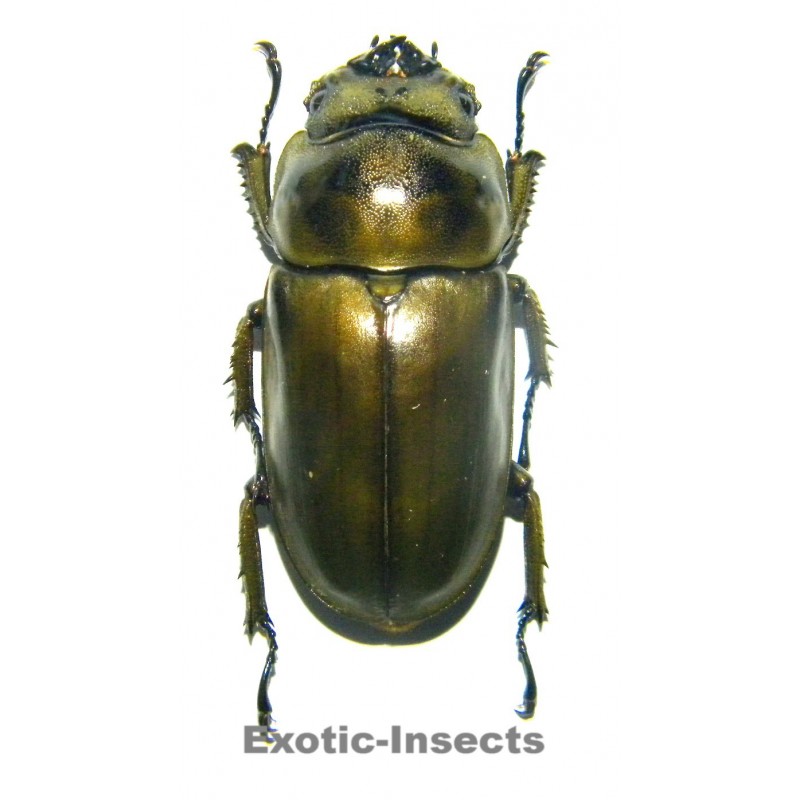 Allotopus rosenbergi