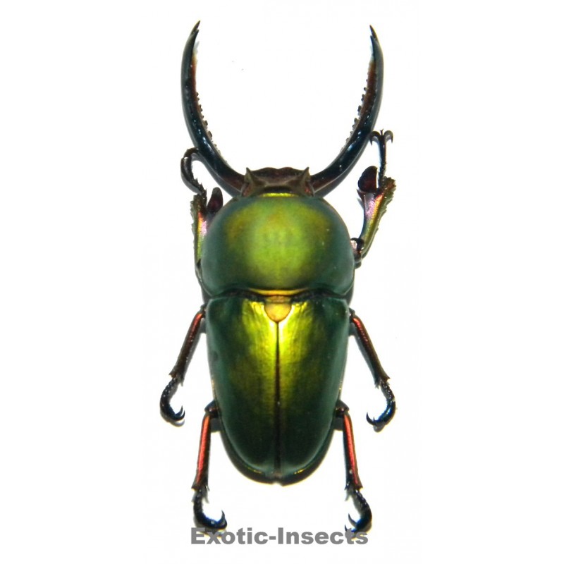 Lamprima adolphinae (40-44mm)