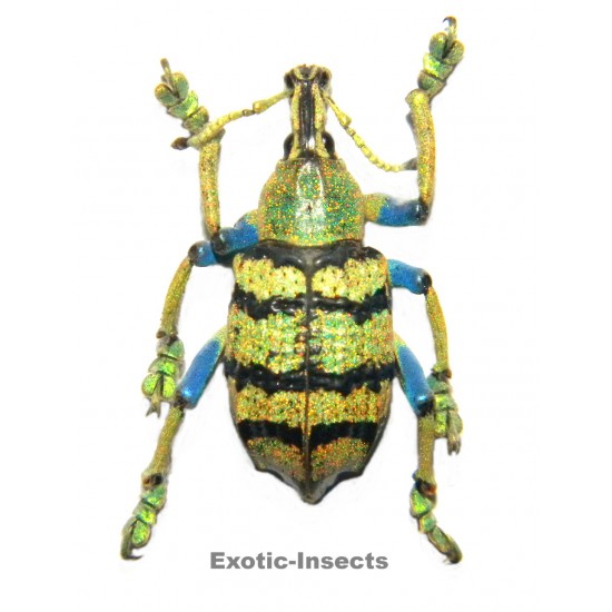Eupholus schoenherri