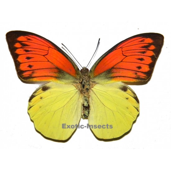 Hebomoia leucippe daemonis