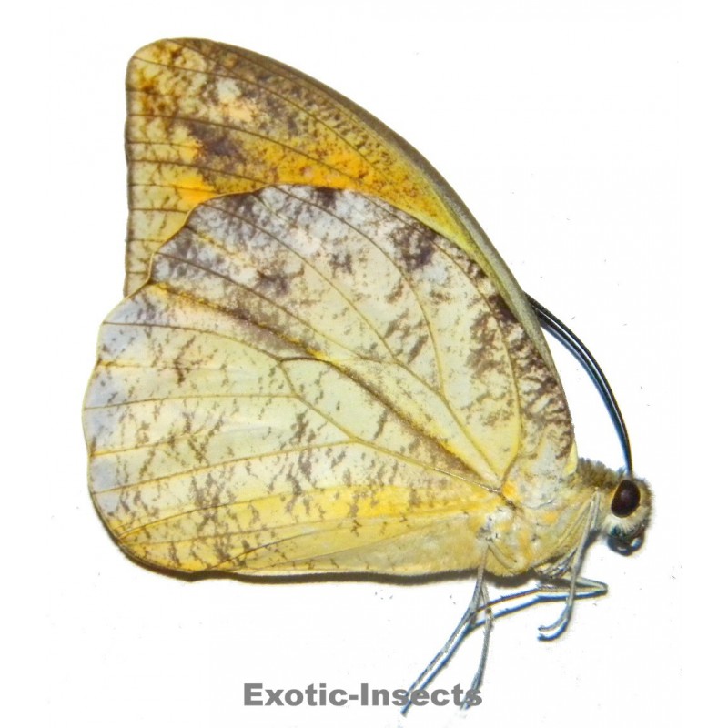 Hebomoia leucippe daemonis