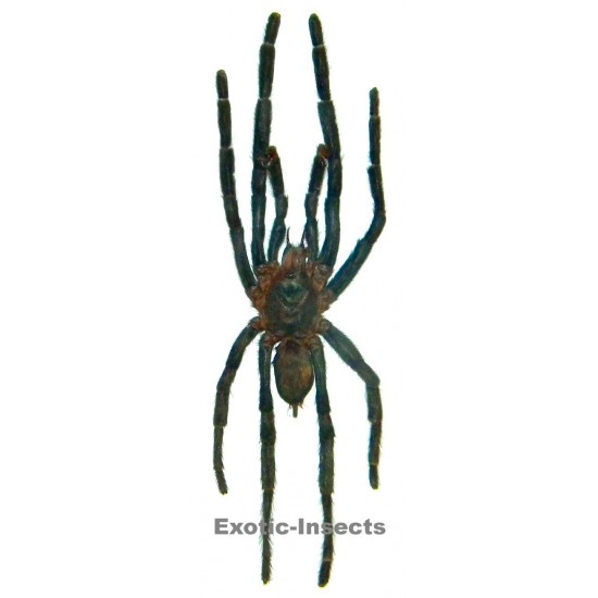 Arachnida sp.13  MEDIUM