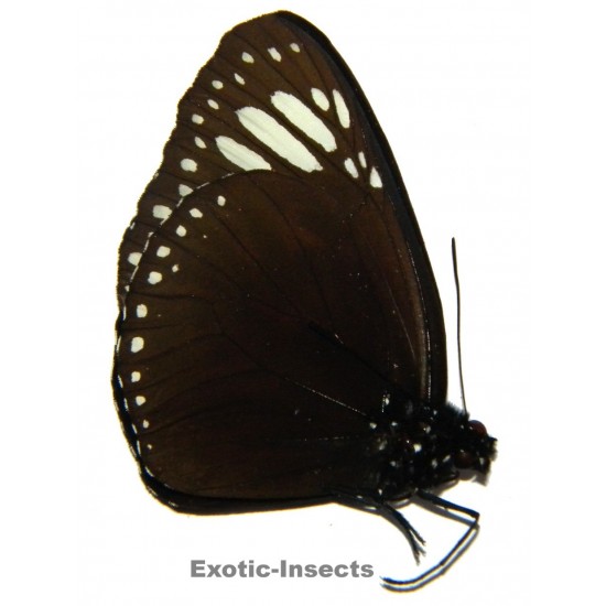 Euploea gamelia