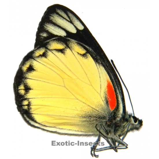 Delias belisama belisama