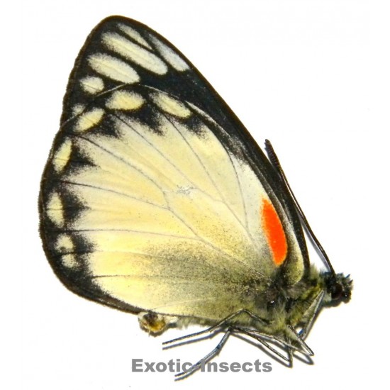 Delias belisama belisama