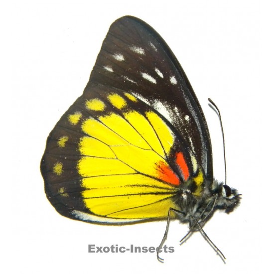 Prioneris autothisbe autothisbe