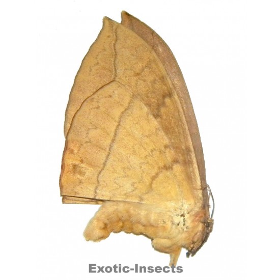 Eupterotidae sp.04