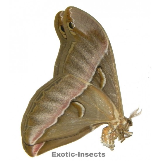 Samia insularis