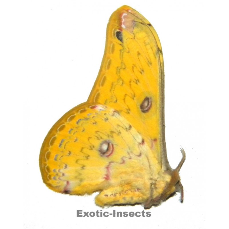 Loepa cynopis
