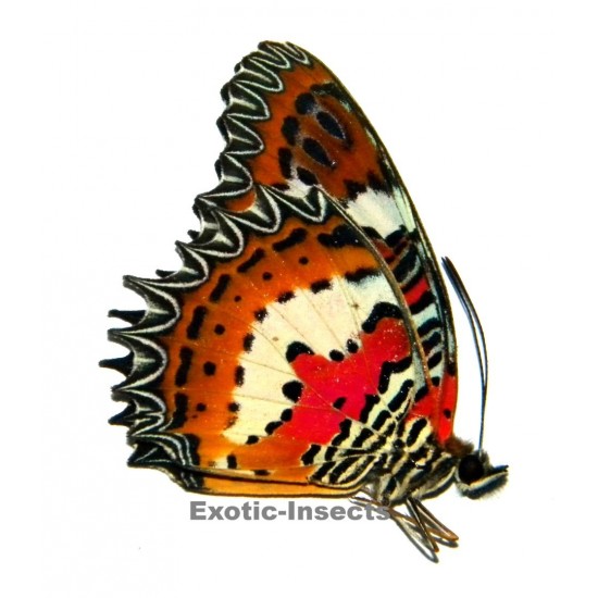 Cethosia hypsea munjava