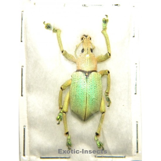 Eupholus bruyni PALE FORM SPECIMEN 01