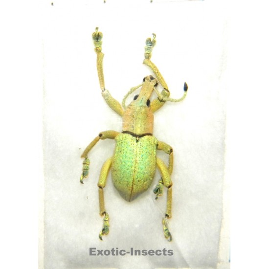 Eupholus bruyni PALE FORM SPECIMEN 02