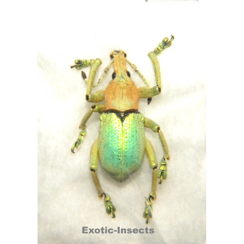 Eupholus bruyni PALE FORM SPECIMEN 03