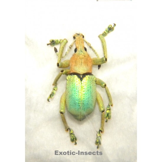 Eupholus bruyni PALE FORM SPECIMEN 03