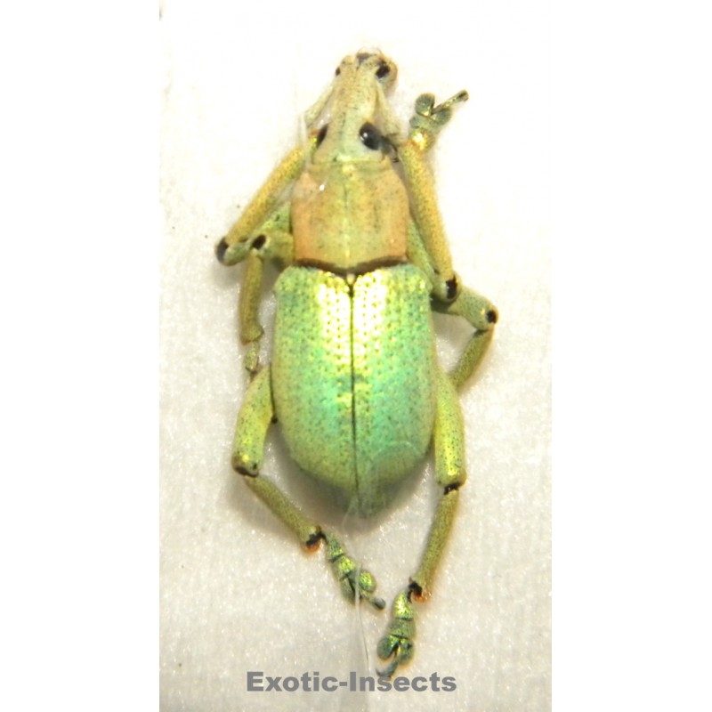 Eupholus bruyni PALE FORM SPECIMEN 04