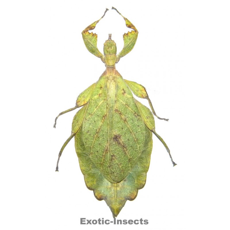 Phyllium sp.01