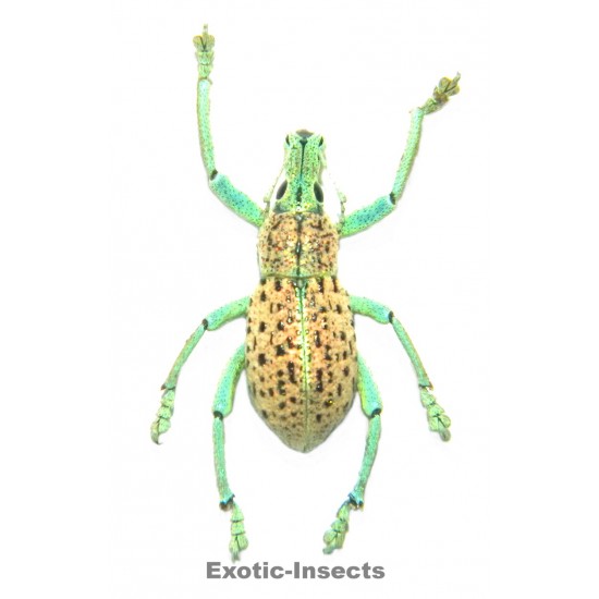 Rhynoscapha sp.03