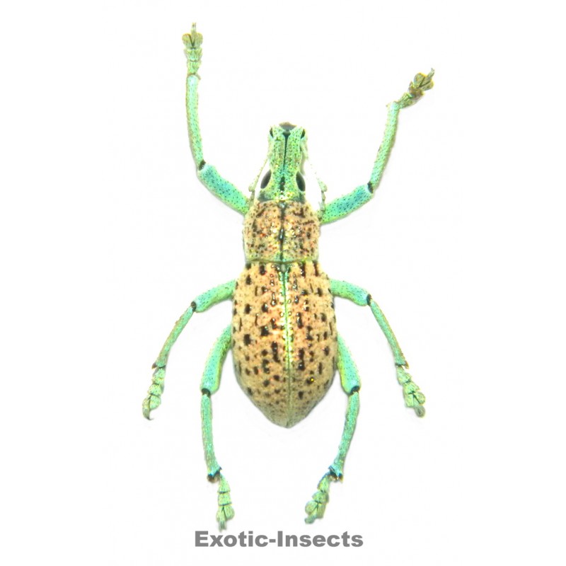 Rhynoscapha sp.03