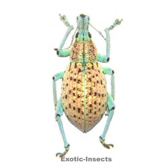 Rhynoscapha sp.03