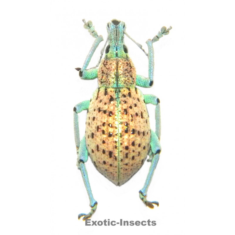 Rhynoscapha sp.03