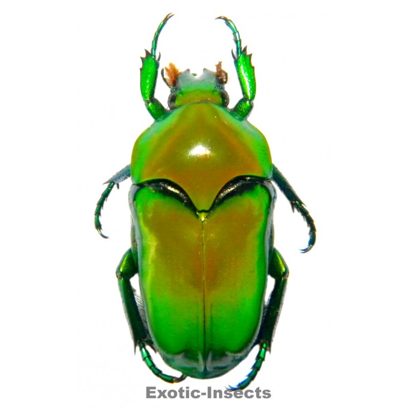 Ischiopsopha sp.01