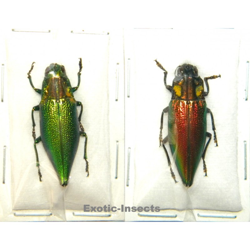 Buprestidae mix 02  Set of 2