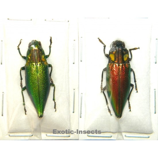 Buprestidae mix 02  Set of 2