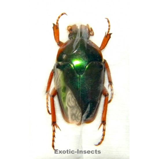 Lomaptera sp.02