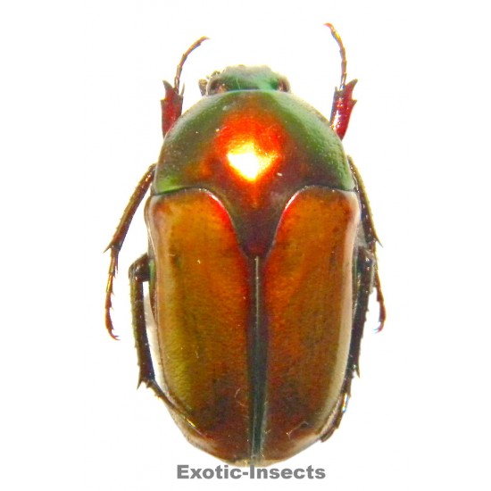 Lomaptera sp.03
