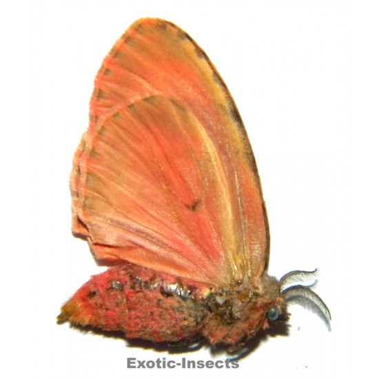 Lymantriidae sp.08
