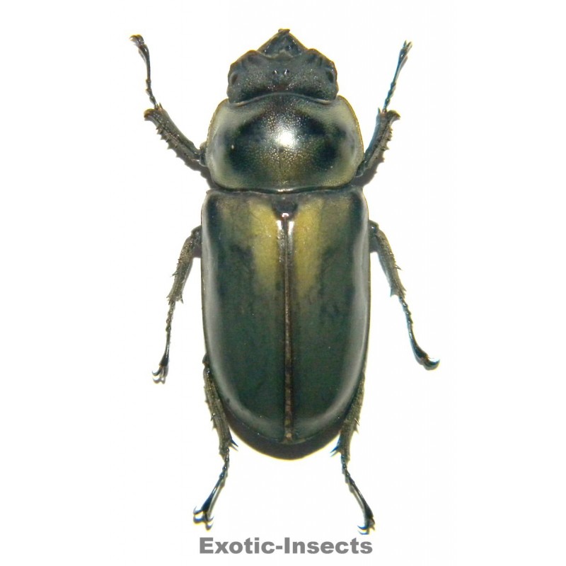Allotopus moellenkampi