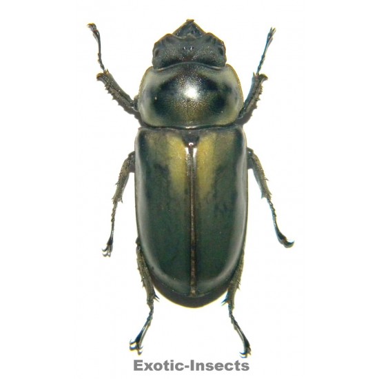 Allotopus moellenkampi