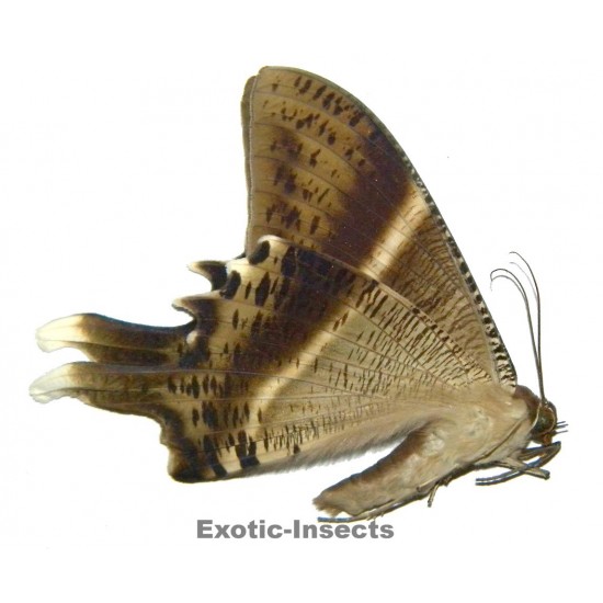 Nyctalemon sp.09