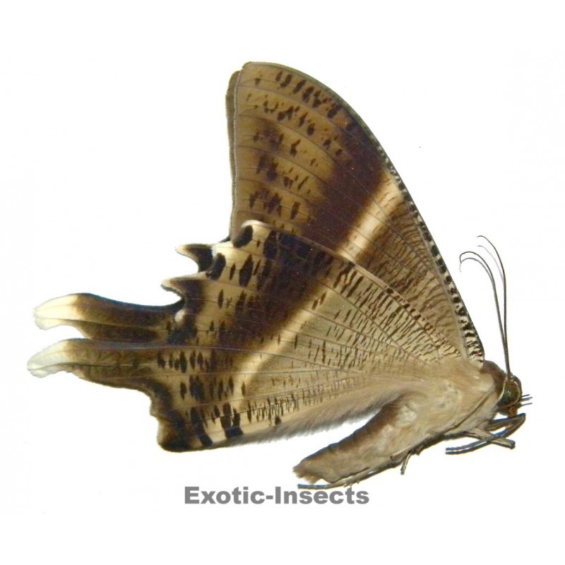 Nyctalemon sp.09