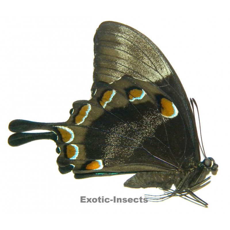 Papilio ulysses scylla
