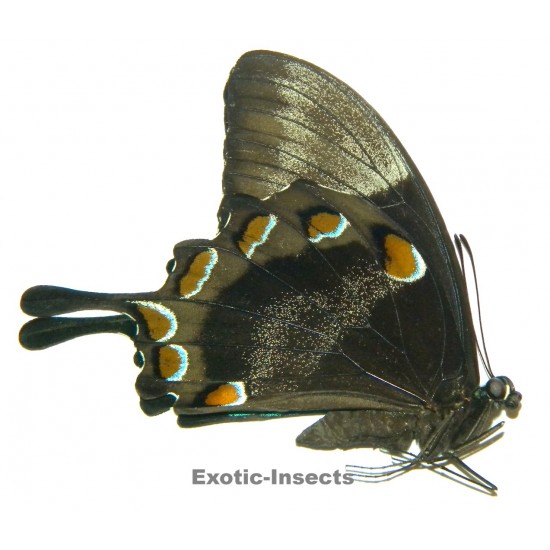 Papilio ulysses scylla