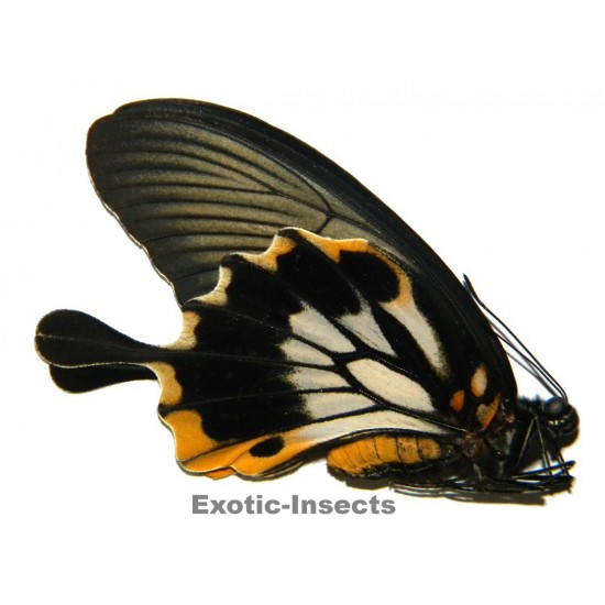 Papilio memnon TAILED FORM