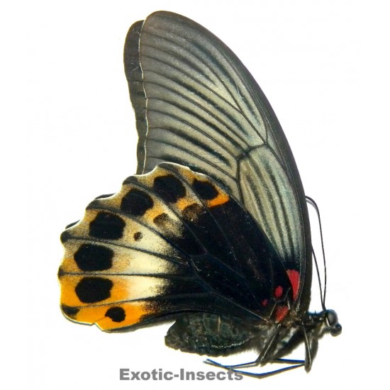 Papilio memnon