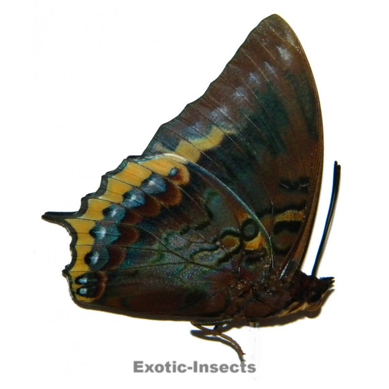 Charaxes eurialus
