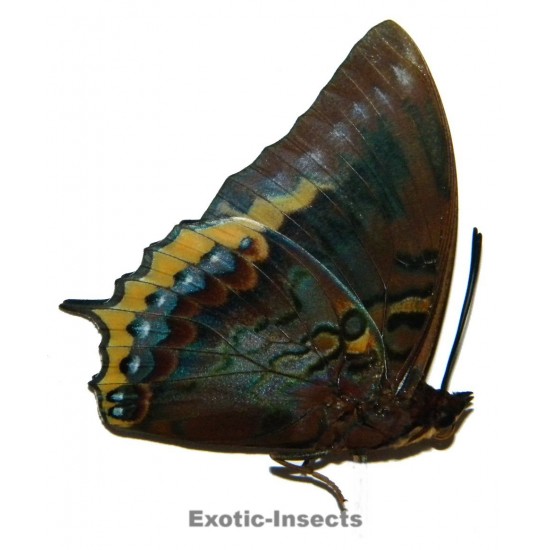 Charaxes eurialus