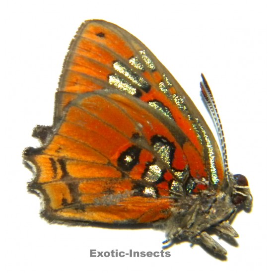 Hypochrysops polycletus...