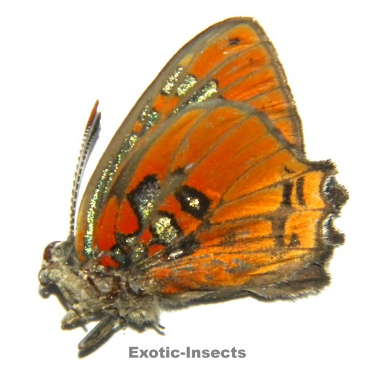 Hypochrysops polycletus polycletus  ABBERATION 01