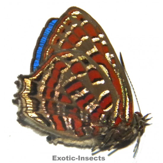 Hypochrysops polycletus polycletus  ABBERATION 01