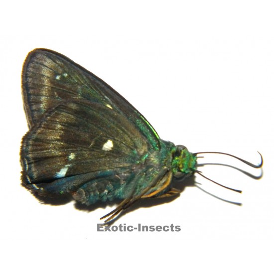 Alora doleschallii